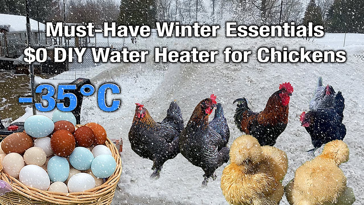 Image showcasing Winter Organic Poultry Care Essentials: Helping Chickens SURVIVING the ...