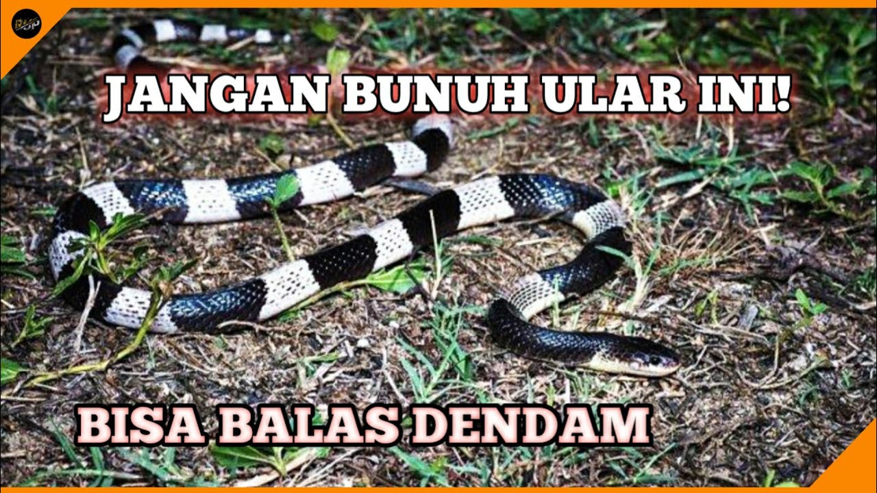 Mengungkap Mitos dan Fakta: Larangan Membunuh Ular Weling di Indonesia