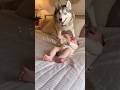 【大爆笑】ハスキー🐺大興奮で赤ちゃんのポップコーンをぶちまける👶🐶🍿 Husky Goes CRAZY and Spills Baby’s Popcorn