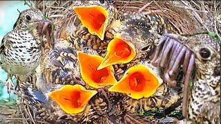 Burung Anis Sisik Yang Rela Makan Kotoran E'ek Anaknya Untuk Menghidupi - Anis Sisik Bird