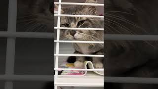 😺♥️Cute kitty cats at the pet store♥️😺