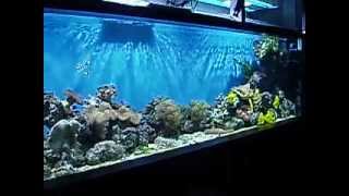 Acuario De Arrecife - Parte 2 900 Litros - Www.posidonia.es