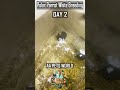 Polar Parrot White Breeding Day 2 #shortvideo #viralshort #shorts #shortstory #polarparrotwhite