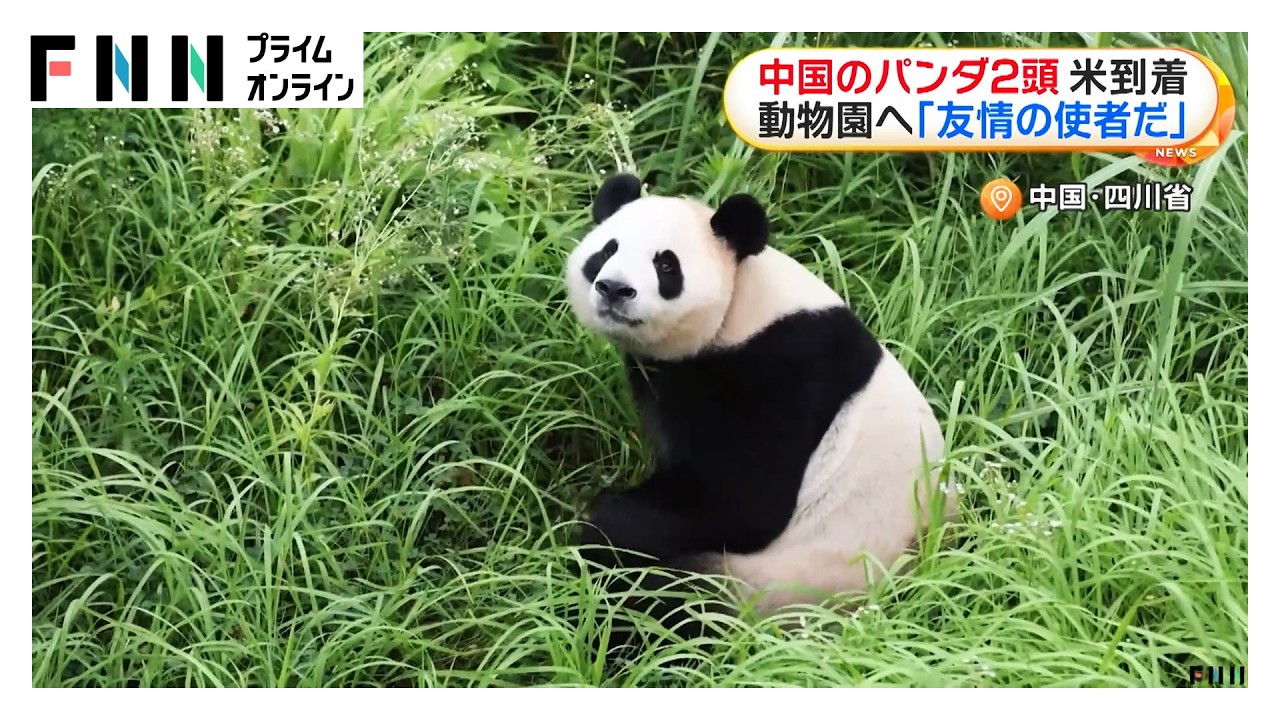 ジャイアントパンダの「ピンピン」「フーシュアン」　中国から貸与の2頭がアメリカに到着　アトランタ動物園で10年間飼育（2026年09月28日）
