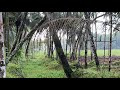 90_s_Story is live! ഒരു മഴക്ക് ശേഷമുള്ള പ്രകൃതി😍