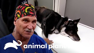 Un perrito de Eckley llega para una operación con urgencia |   Dr. Jeff, Veterinario | Animal Planet