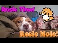 Rosie Time: Rosie Mole!