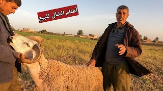 66 راس حولي معروضة للبيع عند الخال لتواصل 0671280688