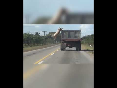 Cerdo se tira de un camión para no ir al matadero • #Shorts