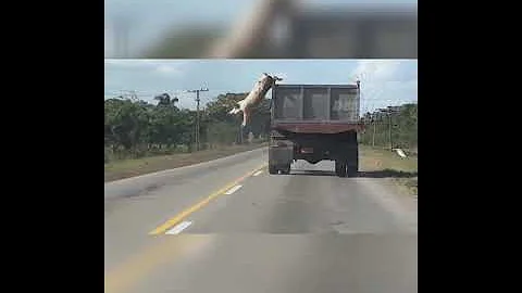 Cerdo se tira de un camión para no ir al matadero • #Shorts