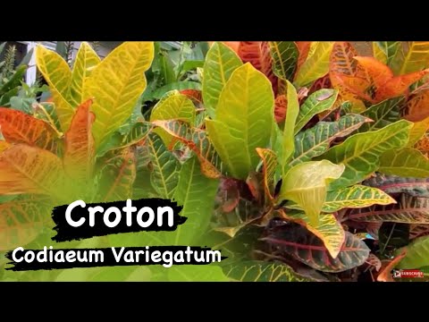 Kroton bakımındaki püf noktalar neler?? #croton #crotonplantcare #kroton #bitkibakımı