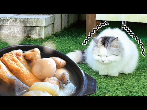 外で凍えている猫におでんをあげたら大喜びで食べてくれました【おしゃべりする猫】