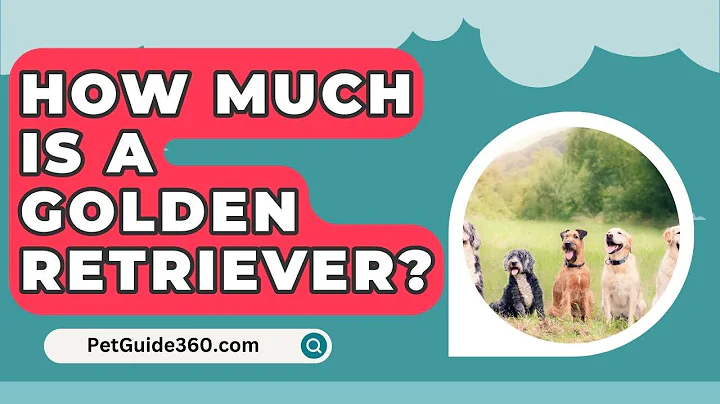 How Much Is A Golden Retriever? - PetGuide360.com