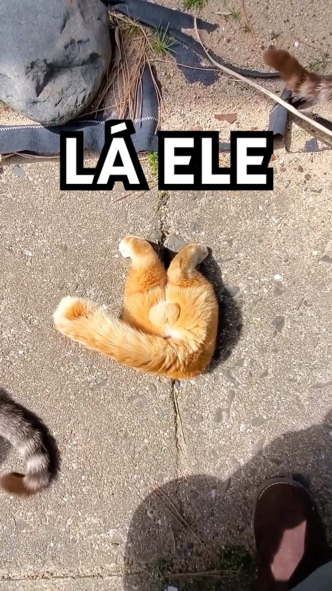 O GATO DISSE “LÁ ELE” KKKKKK #shorts