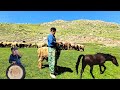 🌿 Living in the heart of nature; grazing sheep in the lush, mountainous heights of Zagros 🐑