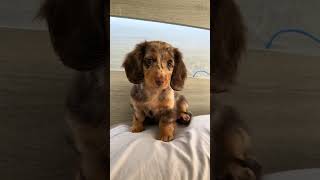 Dog Breeds: Watch This Adorable Dachshund Play in Bed!