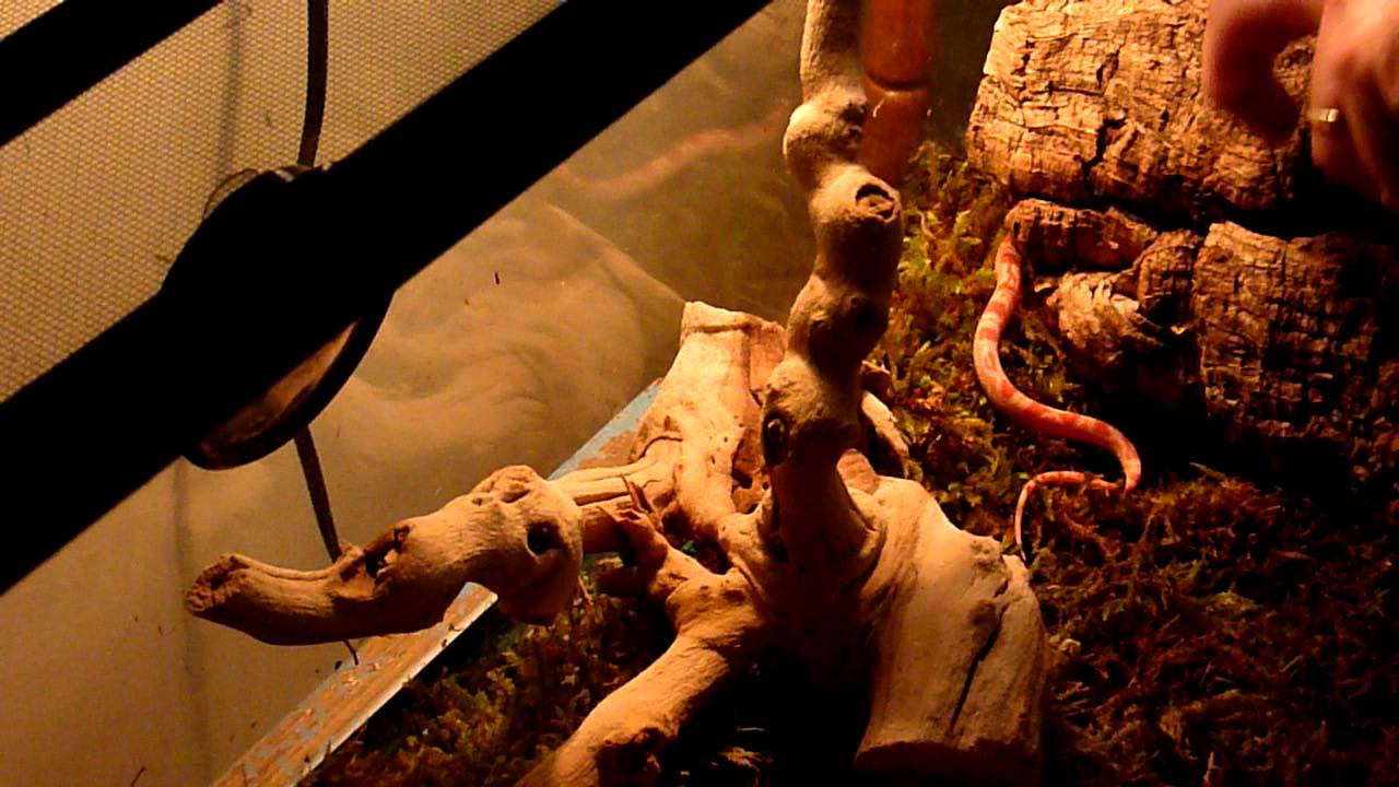 albino corn snake feeding pt 2 - YouTube