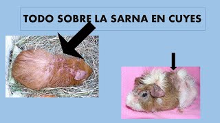 Todo Sobre La Sarna En Cuyes Y Su Tratamiento