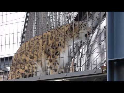 20180324ジーマ発情鳴き