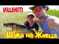 Рыбалка с Сыном  На ПОПЛАВОК и Самодельные ЩУКАЛОВКИ.