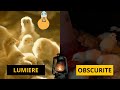 Comment grer lclairage dans votre ferme  levage de poulets