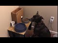 Alexa Controlled Dog Feeder Test 1