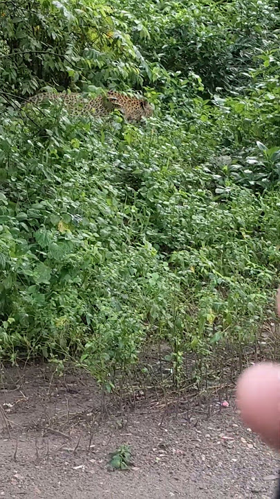 loperd siteng in Sariska tiger 🐅🐯🐅