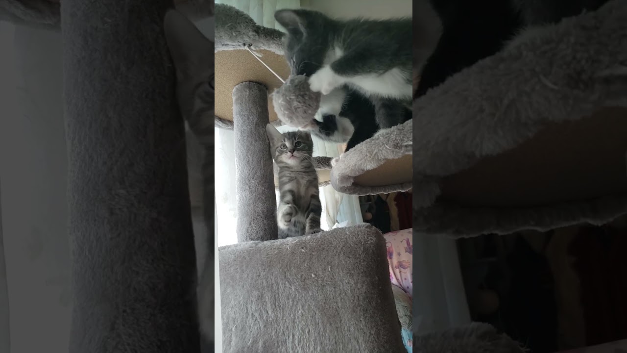 Crosby & Steely on Cat Tree