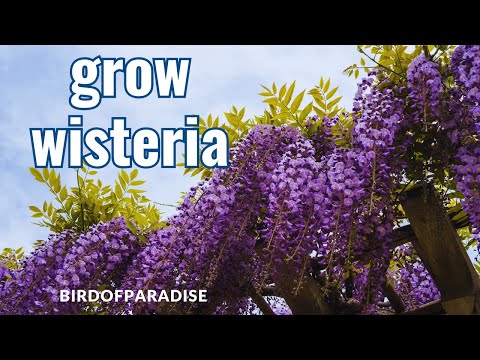 THE ONLY WAY TO GROW WISTERIA/WYSTERIA (WITH FULL UPDATES) #HappyEarthDay | BirdofParadise