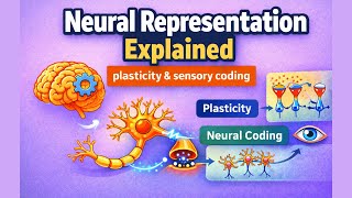 How the Brain Represents Experience (Neural Representation & Sensory Coding)
