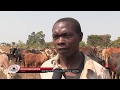 Zambeef's Mbala Smallholder Cattle Development Project