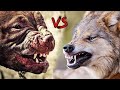 핏불테리어 vs 늑대 드디어 만났다.. 러시아에서 벌어진 실제상황 , 같은 우리에 갇힌 투견 어떻게 될까?