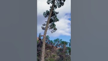 Cut down the tree🌲🌲#satisfying #asmr #cuttingtrees #tree #oddlysatisfying #giant #fyp #usa