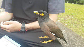 Social Myna Bird