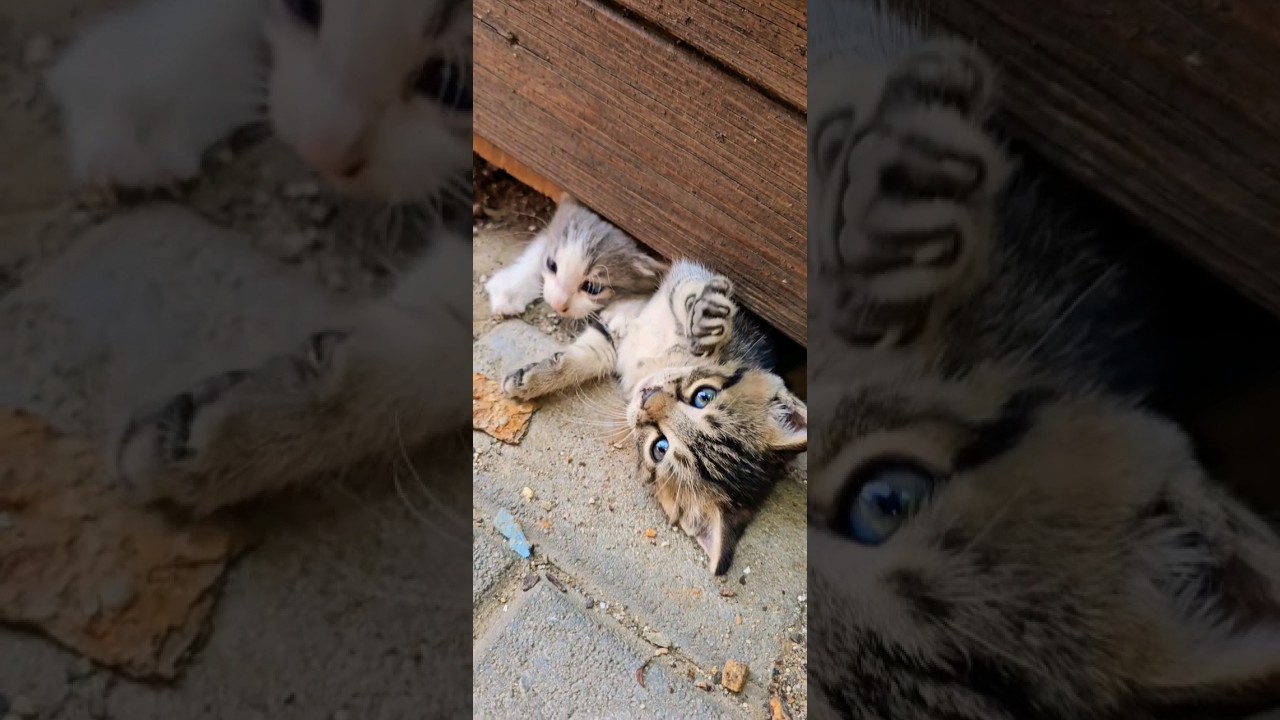 🤗Счастливое утро котят😻Happy morning kittens /खुश सुबह बिल्ली के बच्चे 