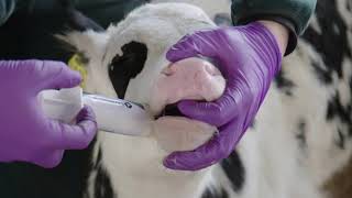 How to use Calf Protector in Calves - Preparation & Application