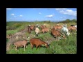 GAEC AUX FROMAGES DE COMPOSTELLE ferme caprine agriculture biologique à vendre