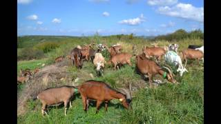 GAEC AUX FROMAGES DE COMPOSTELLE ferme caprine agriculture biologique à vendre