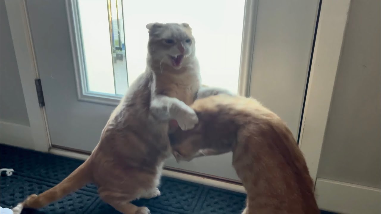 13 year old cat puts kitten in his place. YouTube