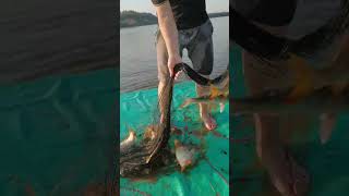 Fishing freaks, Cast net fishing fisherman sv River Catch Netting 4