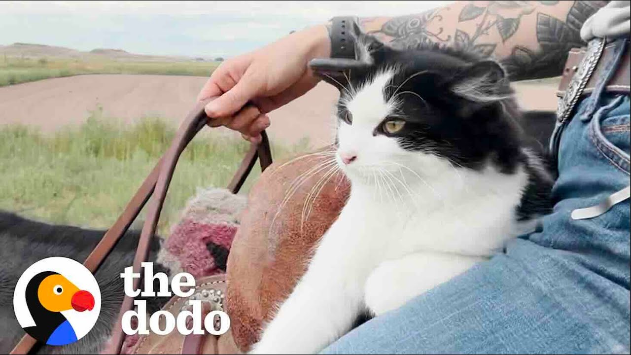 Kitten Riding Dog Cat Insists On Horseback Riding With Mom | The Dodo - YouTube