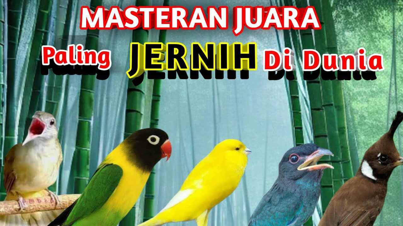 MASTERAN MURAI BATU ROLL TEMBAKAN PANJANG DAN MEWAH UNTUK BURUNG FIGHTER SUARA JERNIH