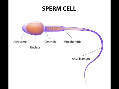 Porque necesitan nutrientes los espermatozoides