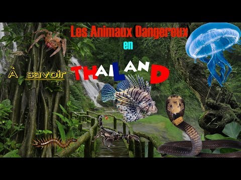 Vidéo: Quels Animaux Dangereux Pour Les Touristes Se Trouvent En Thaïlande