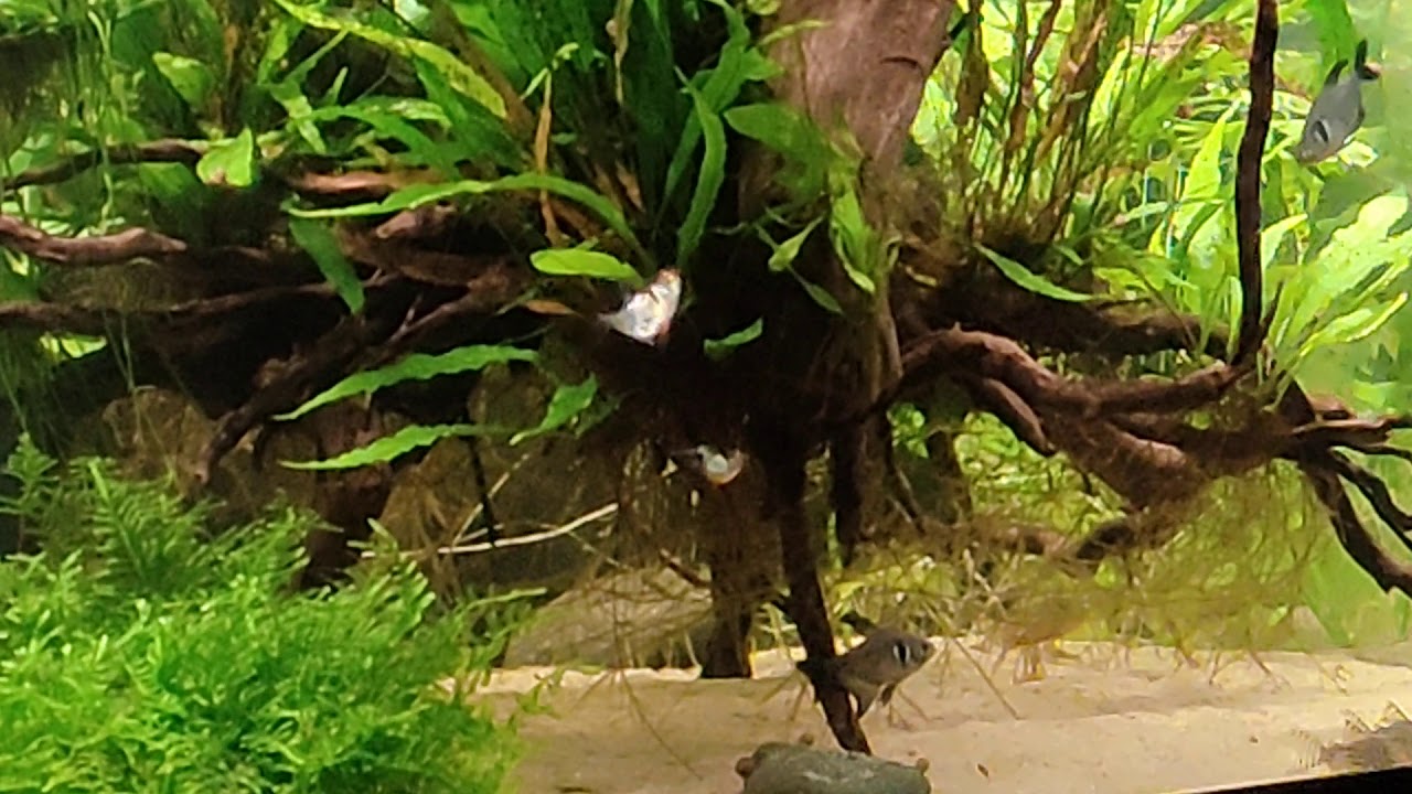 Black phantom tetra behavior - sparring?