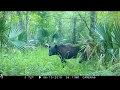 Trail Cam Video, South Louisiana Public Land, Bears Pigs and varmints