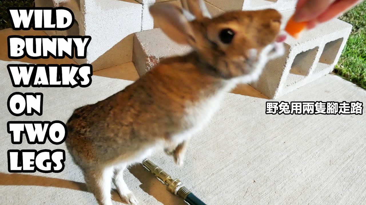 Wild bunny walks on two legs after warmup YouTube