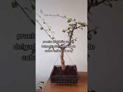 Vídeo: Com formar un arbre de tija