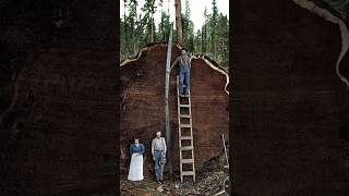The Mark Twain Tree the oldest and largest living organisms on Earth