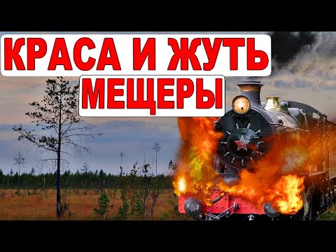 Сгоревшая заброшка. Тайны Мещеры. Пеший одиночный поход в лес. УЖД. Заброшенные деревни